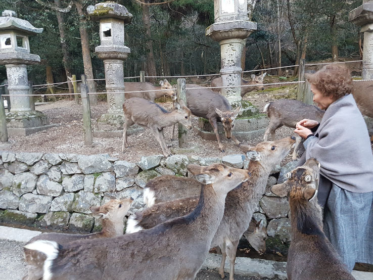 日本婆婆被鹿圍