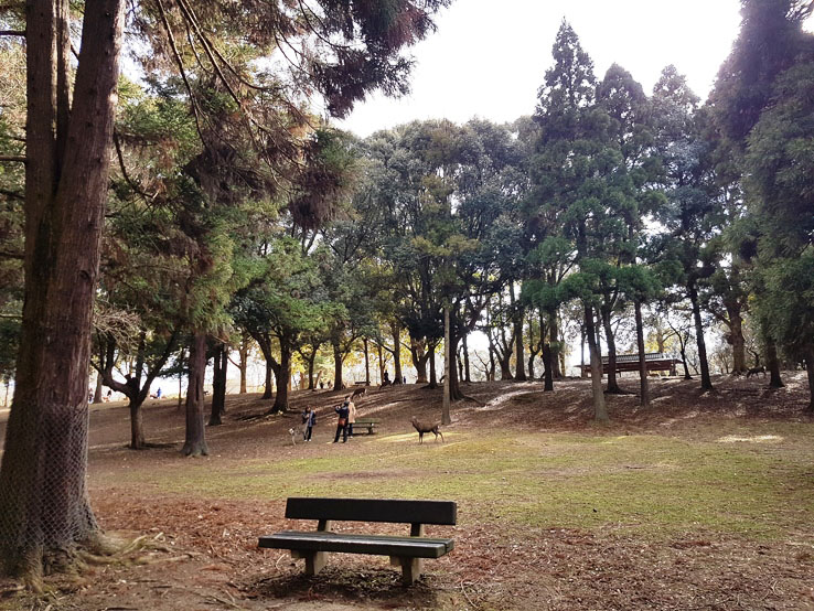 奈良公園畫風不同